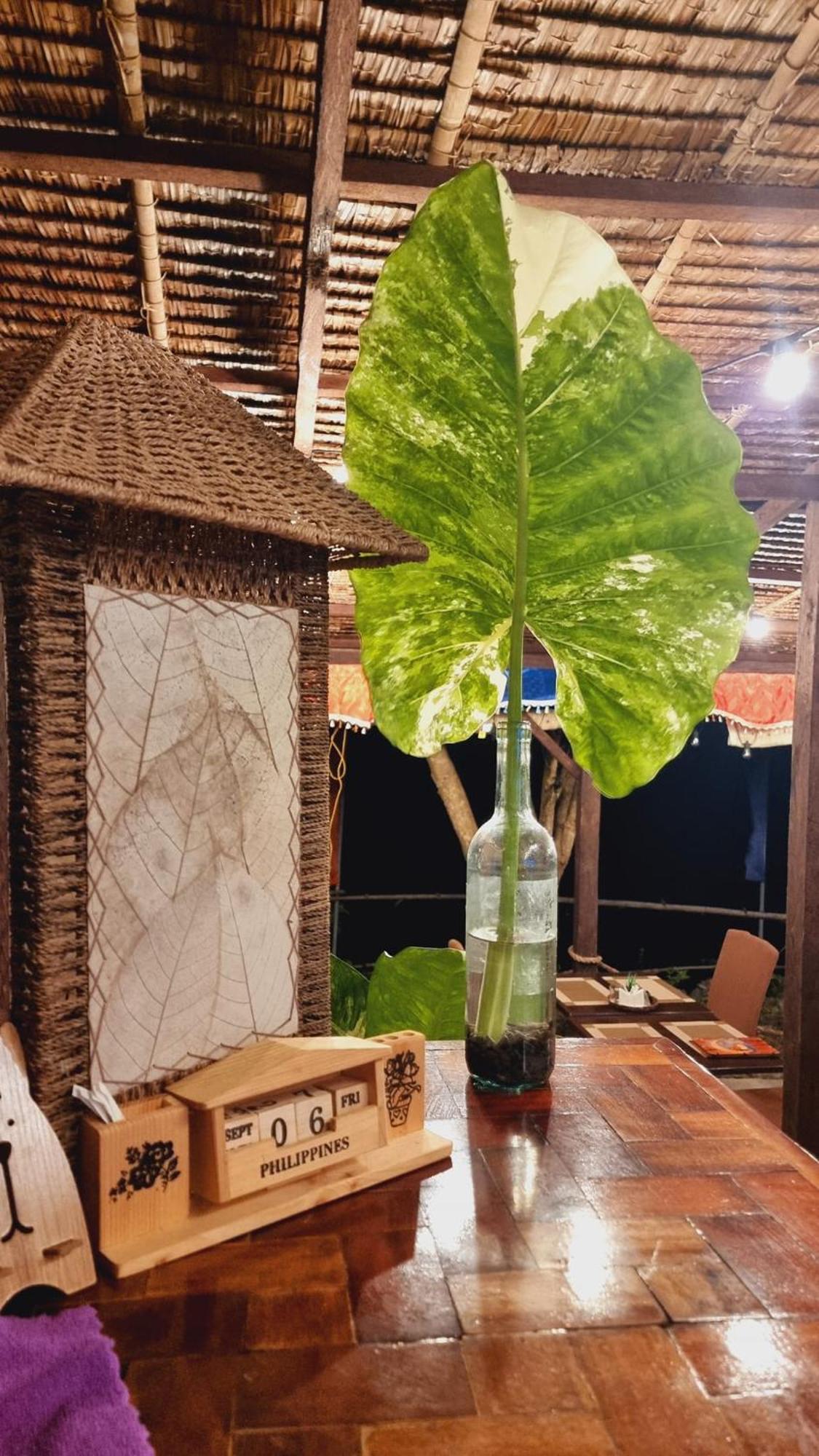 Jush Native And Glamping Hotel Dauis Eksteriør billede